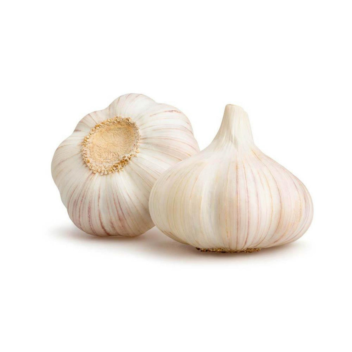 Garlic Bulb