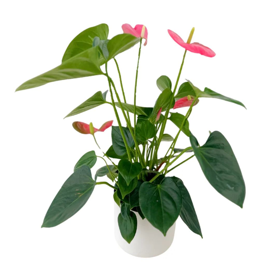 Anthurium Plant
